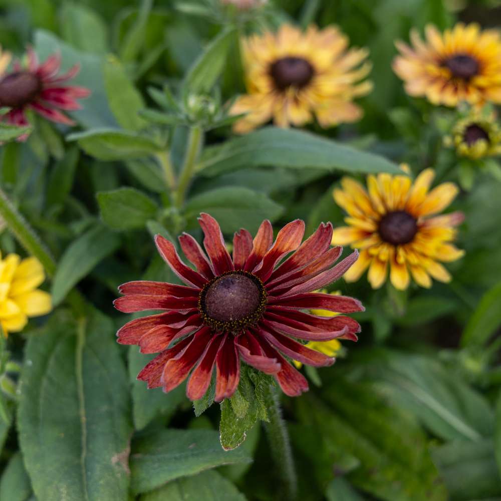 Solhatt 'Hirta Sahara' (frö)